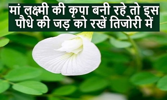 Vastu Tips for Plant : अगर चाहते है कि मां लक्ष्मी की कृपा बनी रहे तो इस पौधे की जड़ को रखें तिजोरी में